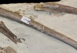 Mosasaur (Platecarpus) Bones With Shark Tooth Marks - Kansas #40089-3